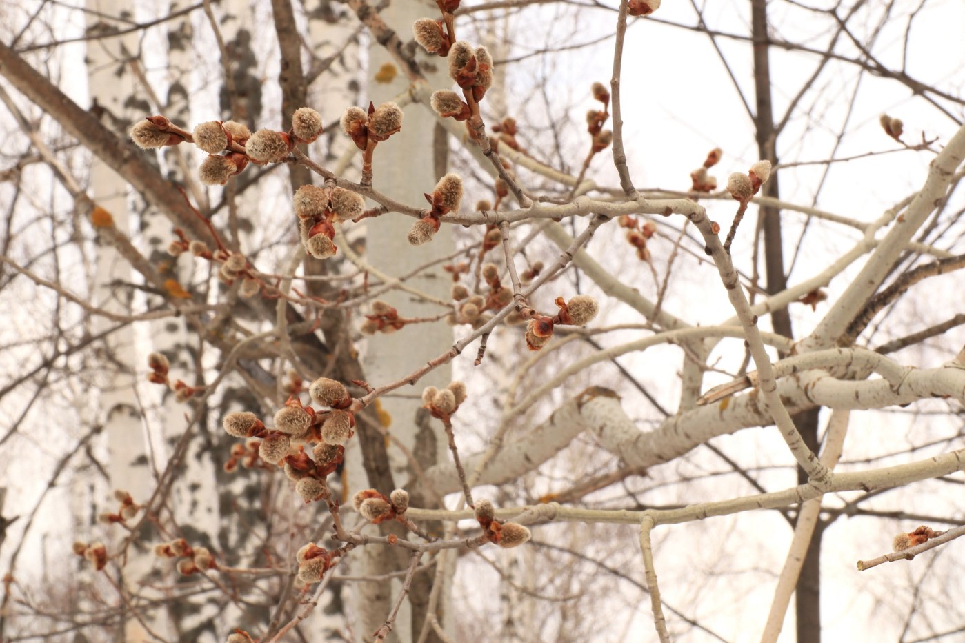 Изображение особи Populus tremula.