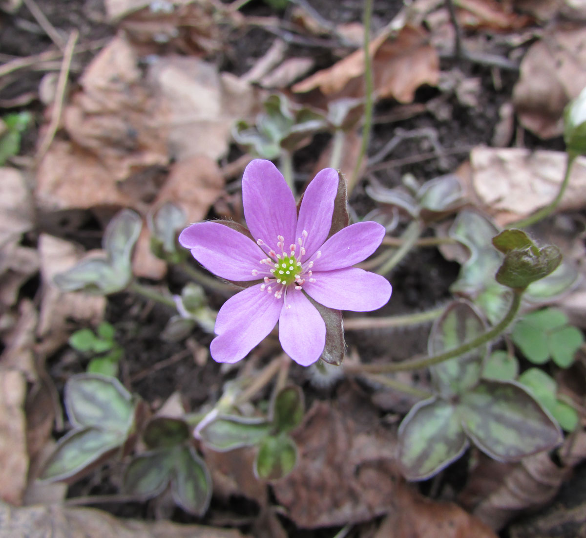 Изображение особи Hepatica insularis.