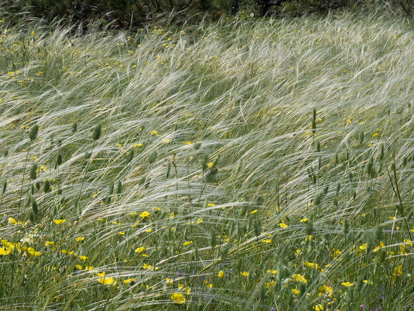 Image of Stipa pulcherrima specimen.