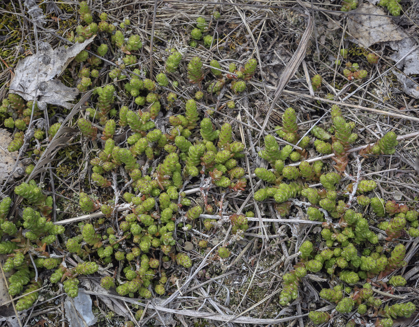 Image of Sedum acre specimen.