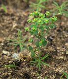 Euphorbia leoncroizatii