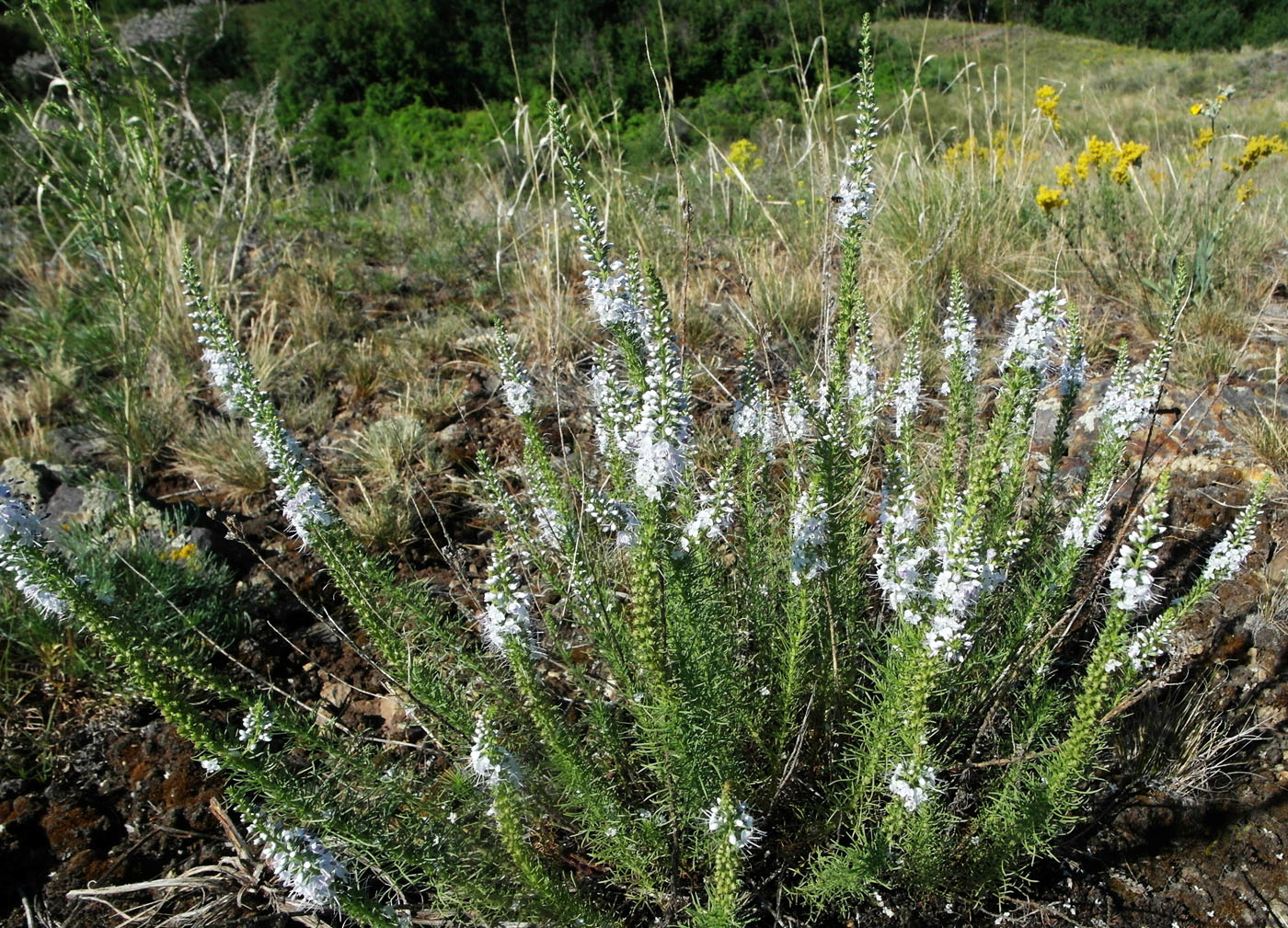 Изображение особи Veronica pinnata.