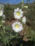 Alcea nudiflora