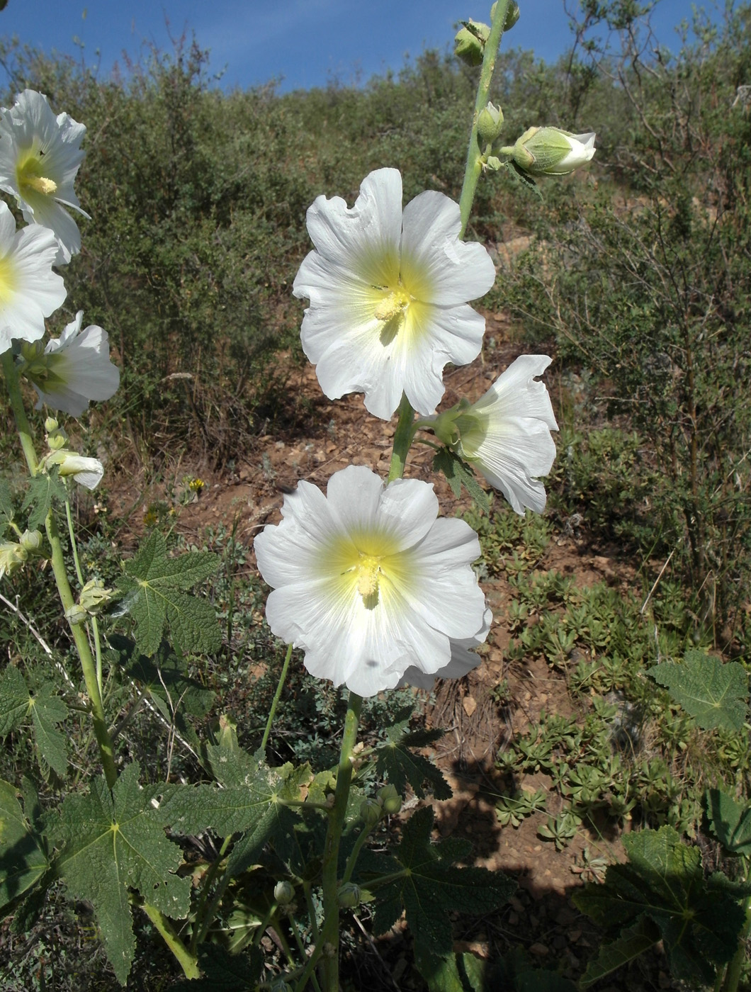 Изображение особи Alcea nudiflora.