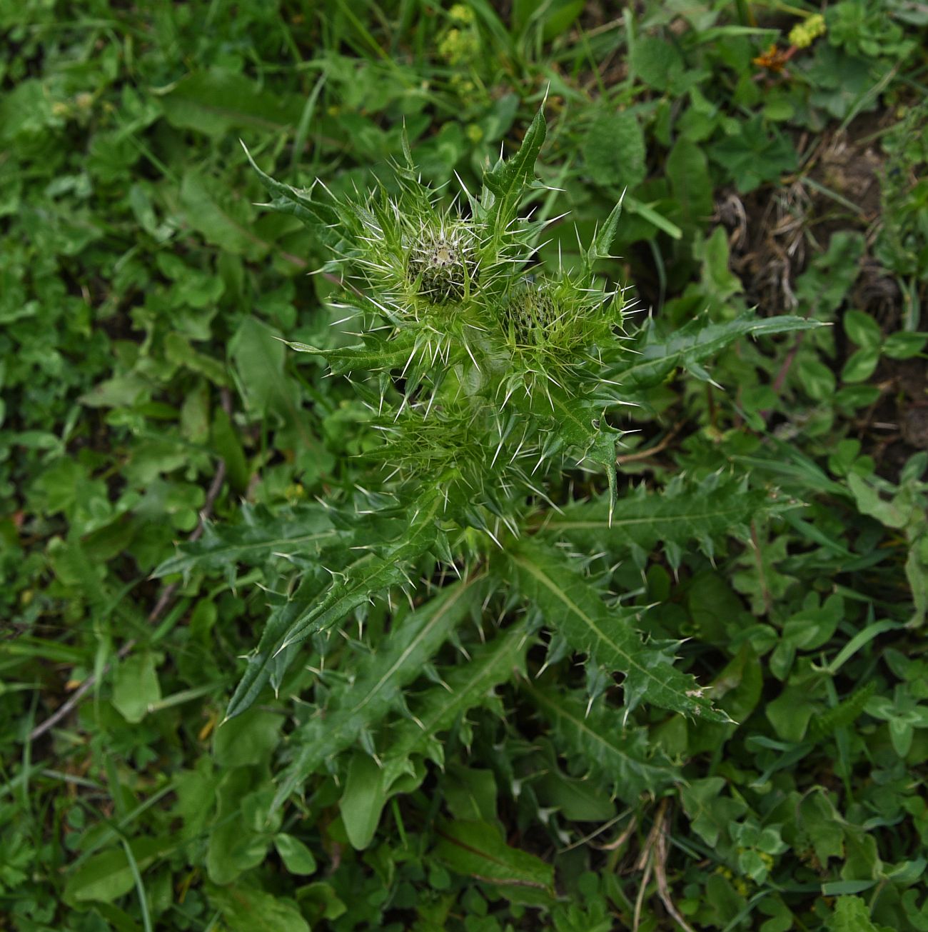 Изображение особи род Cirsium.