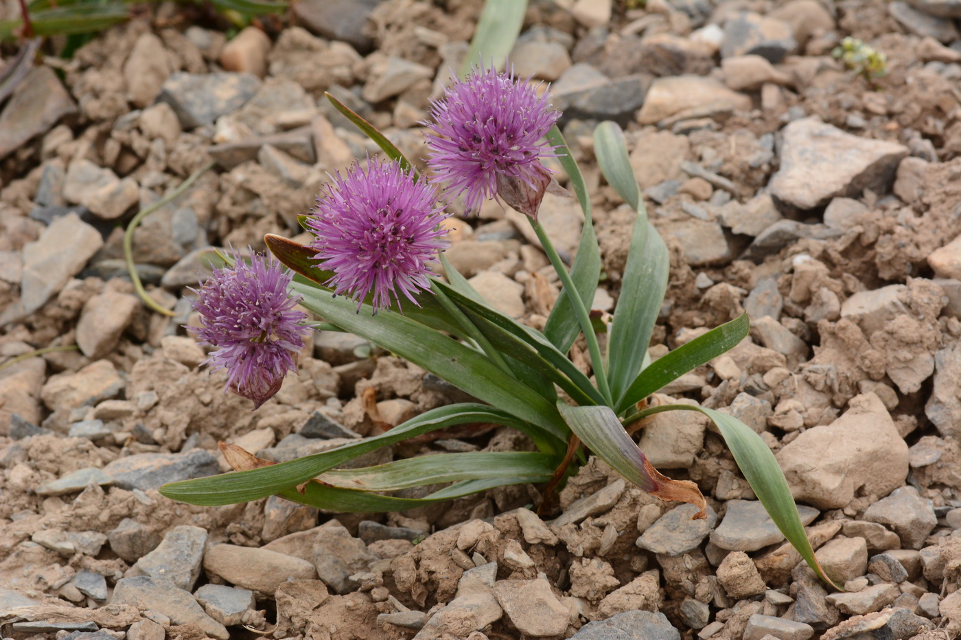 Image of Allium platyspathum specimen.