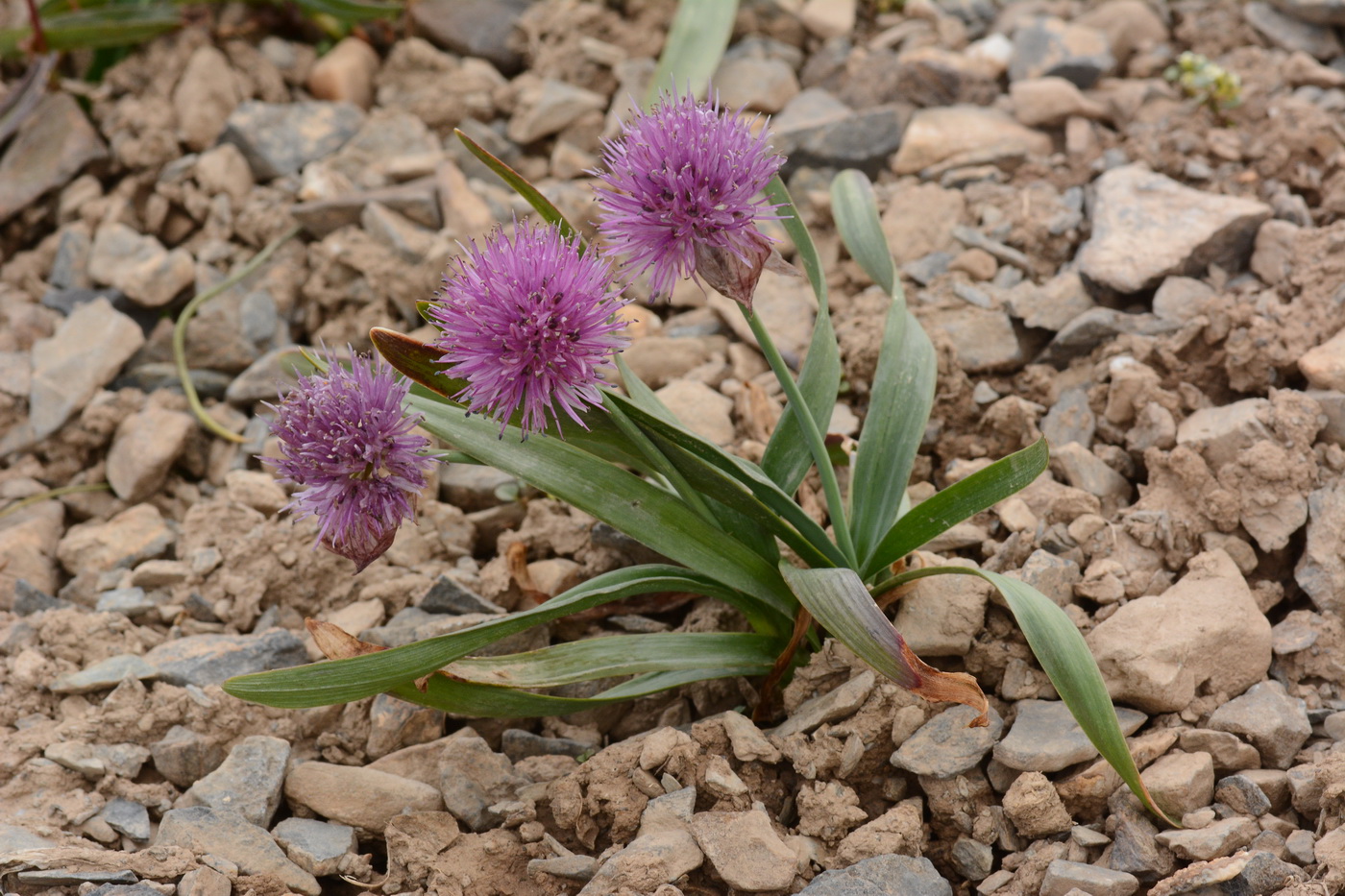 Изображение особи Allium platyspathum.