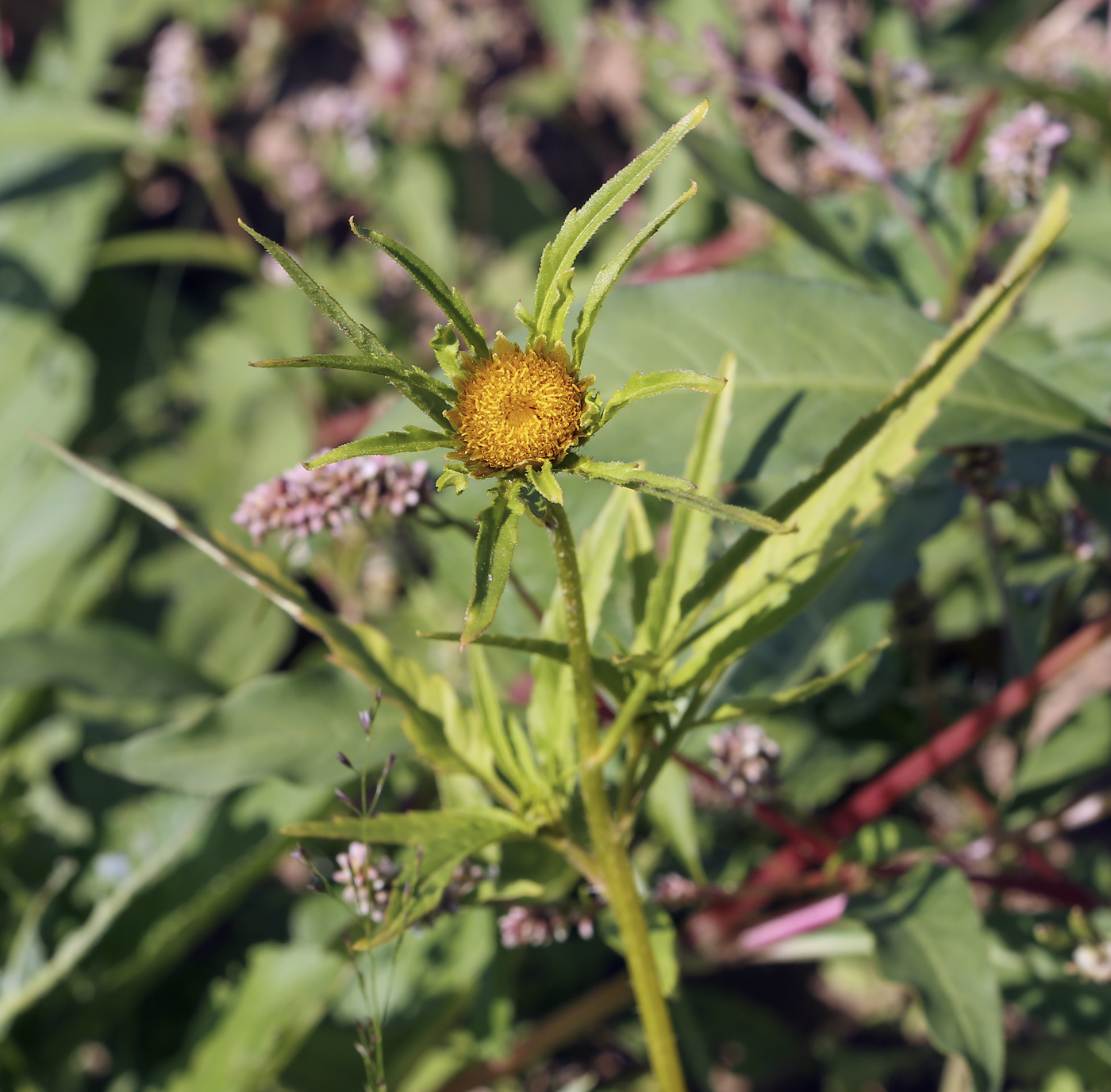 Изображение особи Bidens radiata.