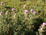 Cirsium pugnax. Цветущие растения на субальпийском лугу. Кавказ, 10 км зап. станицы Даховской, 15 сентября 2007 г.