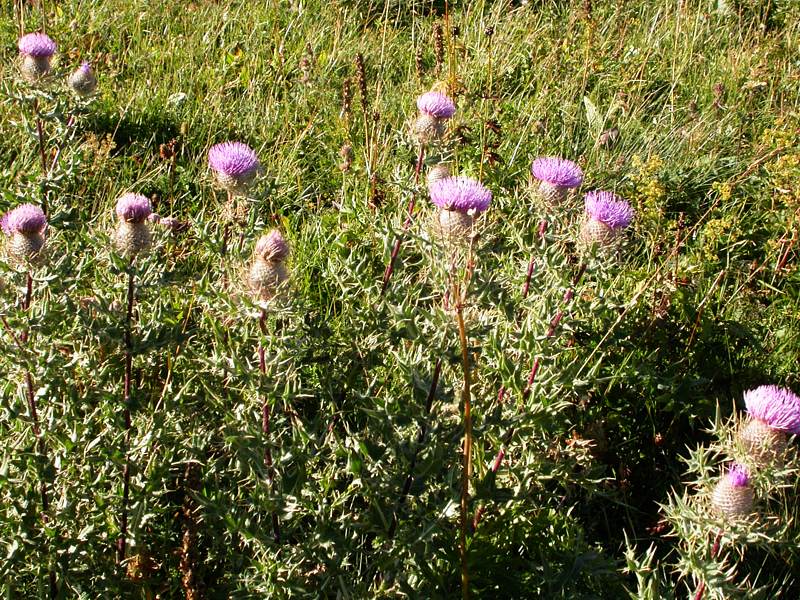 Image of Cirsium pugnax specimen.