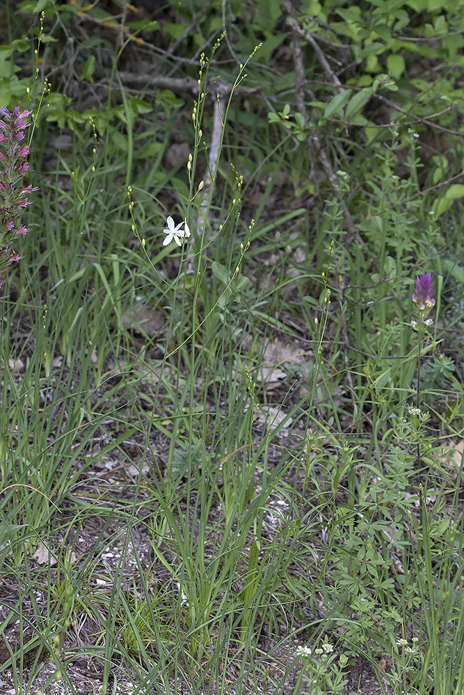 Изображение особи Anthericum ramosum.