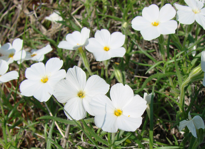 Изображение особи Phlox sibirica.