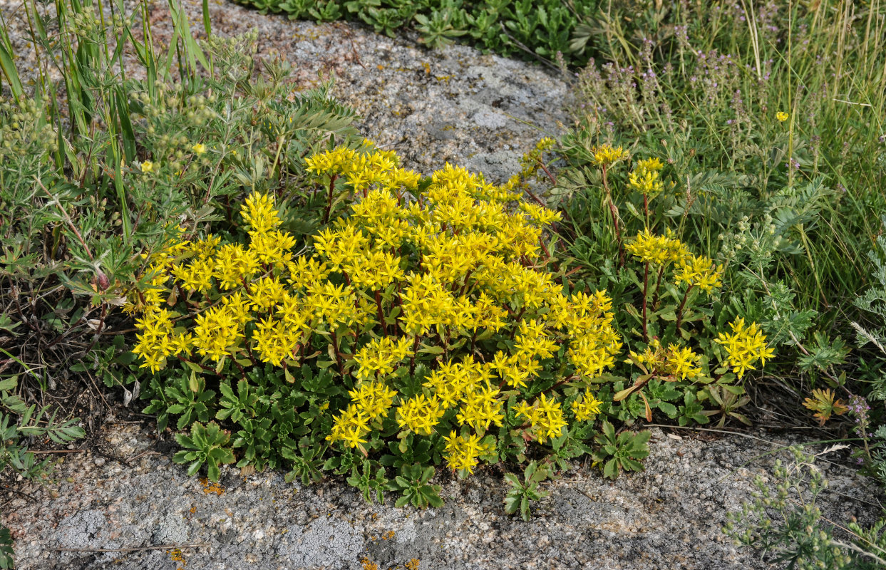 Изображение особи Aizopsis hybrida.