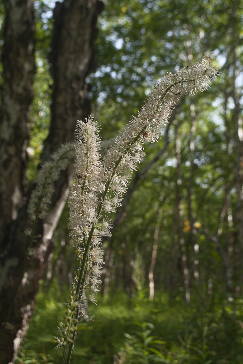 Image of Cimicifuga simplex specimen.