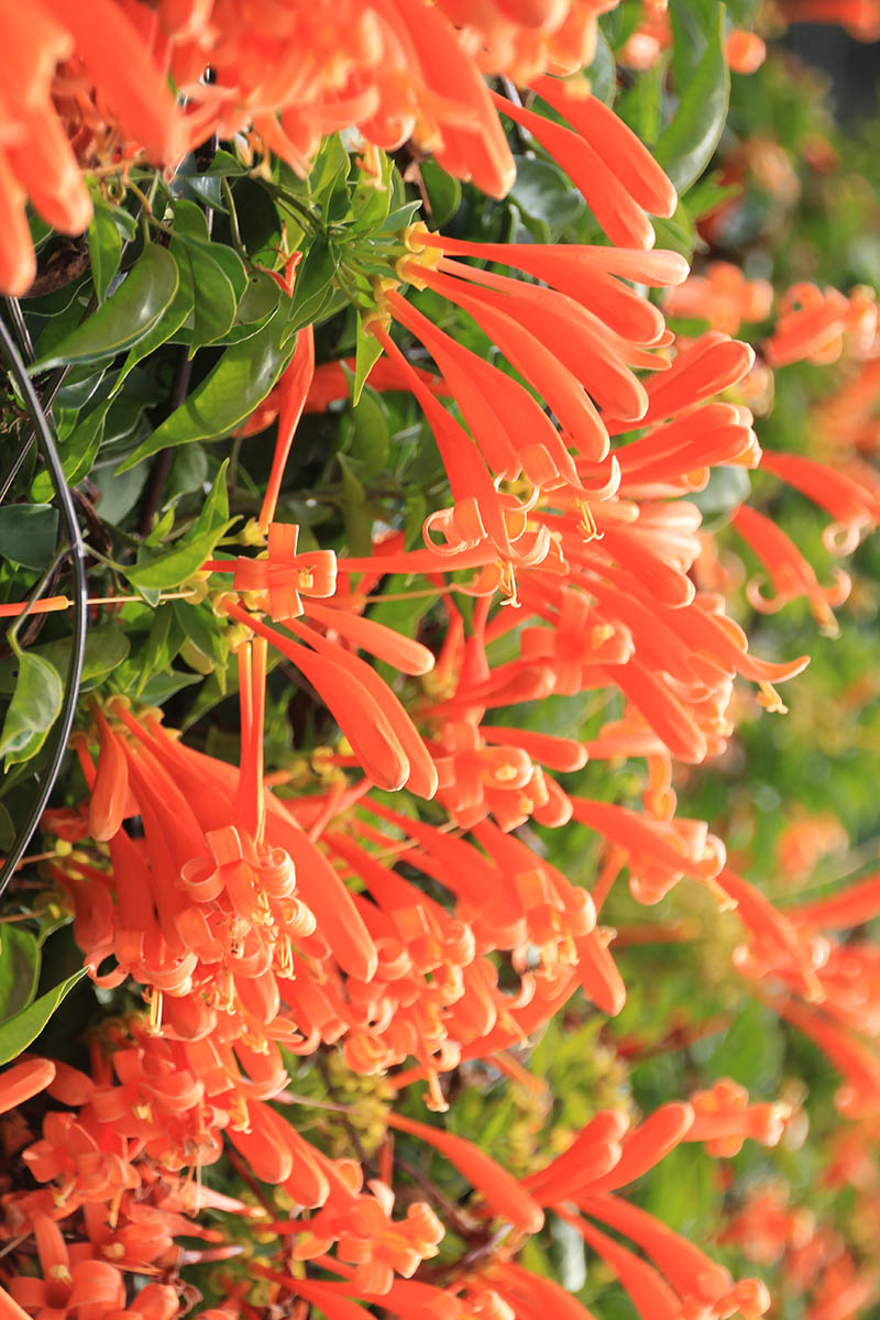 Image of Pyrostegia venusta specimen.