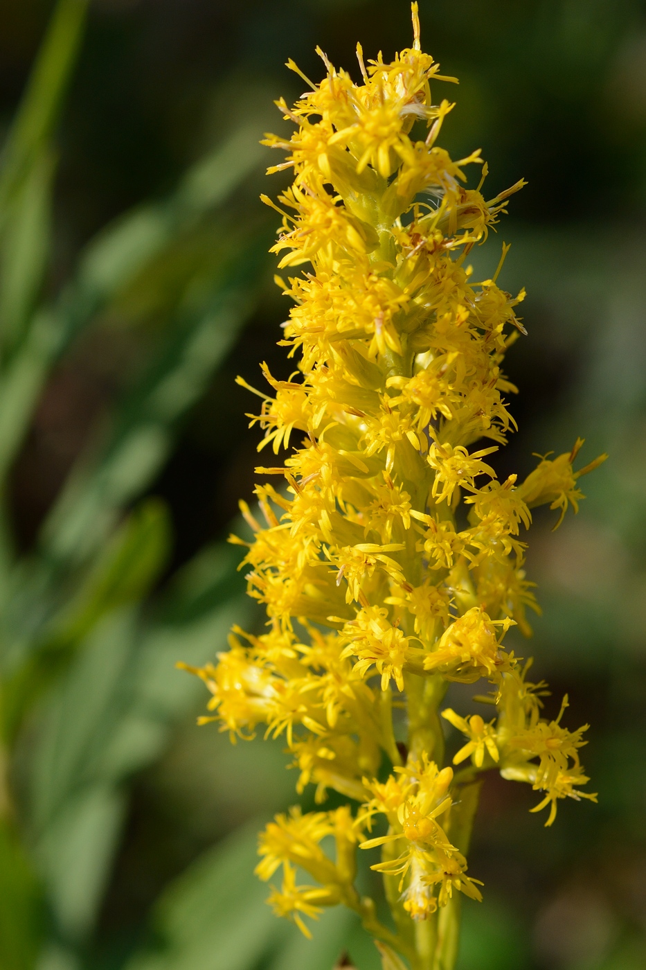 Изображение особи род Solidago.