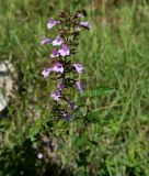 genus Clinopodium. Верхушка цветущего растения. Республика Абхазия, Ткварчельский р-н, окр. пос. Акамара, обочина дороги. 26.09.2022.