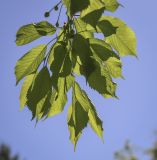 Cerasus avium. Верхушка плодоносящей веточки (видна абаксиальная поверхность листьев). Ярославская обл., г. Переславль-Залесский, дендрологический парк им. С. Ф. Харитонова, в культуре. 12.06.2022.