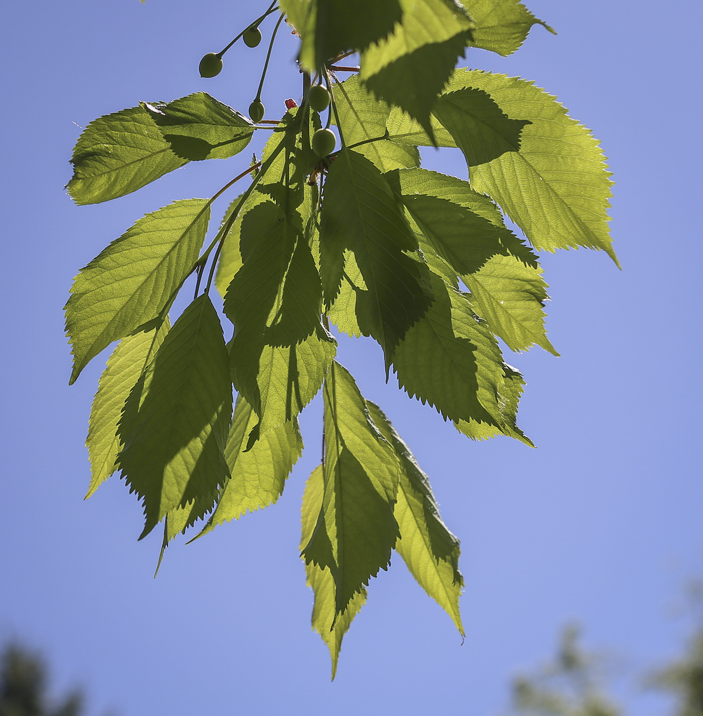 Image of Cerasus avium specimen.