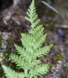 Woodsia caucasica