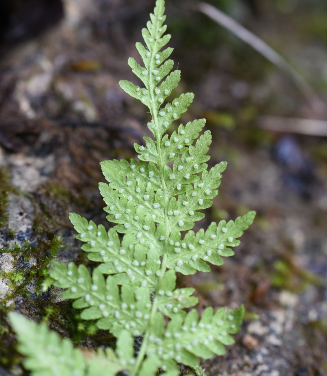 Изображение особи Woodsia caucasica.