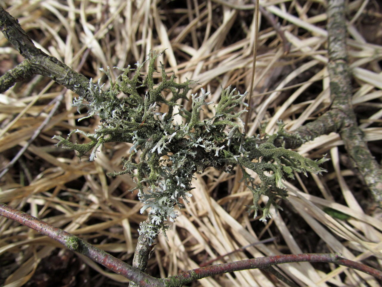 Image of Pseudevernia furfuracea specimen.