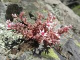 Sedum hispanicum