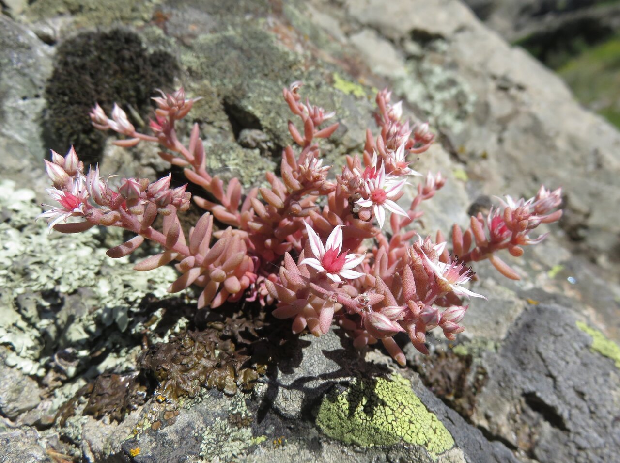 Image of Sedum hispanicum specimen.