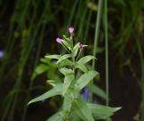 Epilobium hirsutum. Верхушка цветущего растения. Республика Адыгея, правый борт ручья Берёзовый, поляна перед штольней № 3, заболоченный участок. 31 июля 2022 г.