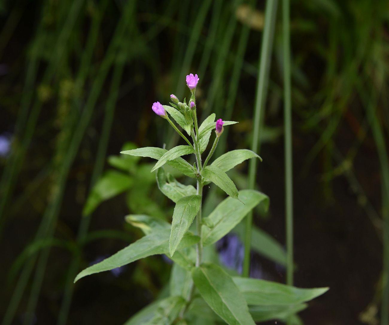 Image of Epilobium hirsutum specimen.