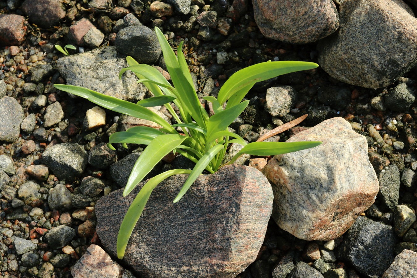 Изображение особи Tripolium pannonicum ssp. tripolium.