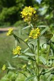 Erysimum hieraciifolium. Верхушка цветущего растения. Ленинградская обл., Ломоносовский р-н, окр. Шепелёвского маяка у заброшенной вышки; п-ов Каравалдай, берег Финского залива, зарастающая бетонная площадка. 13.06.2022.