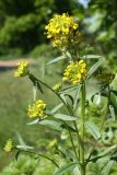 Erysimum hieraciifolium