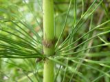 Equisetum telmateia. Часть осевого побега с основаниями боковых веточек. Украина, Закарпатская обл., Тячевский р-н, левый берег р. Мокрянка перед слиянием с р. Брустурянка. 27.06.2010.