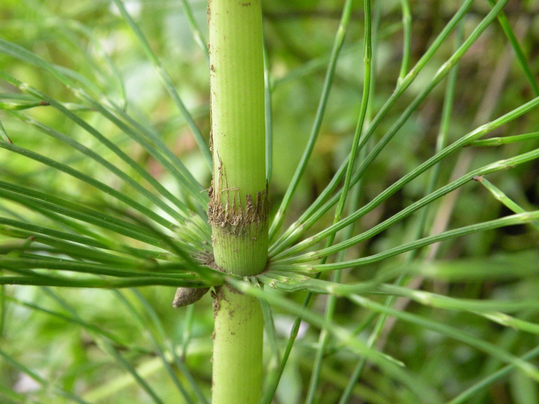 Изображение особи Equisetum telmateia.