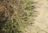 Artemisia arenaria. Отцветающее растение. Болгария, Бургасская обл., г. Несебр, Южный пляж, песчаный пляж. 14.09.2021.
