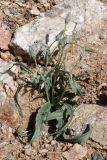Scorzonera sericeolanata. Бутонизирующее(?) растение. Узбекистан, Каракалпакия, хр. Султан-Уиздаг, щебнистый склон. 8 апреля 2023 г.
