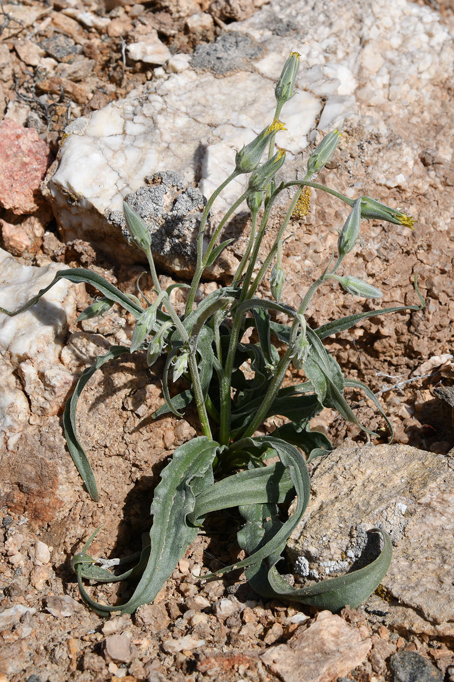 Image of Scorzonera sericeolanata specimen.