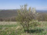 Prunus cerasifera. Цветущее растение. Краснодарский край, м/о г. Новороссийск, вершина горы Рябкова, ≈ 520 м н.у.м., разнотравный луг с кустарниками и одиноко стоящими деревьями. 16.04.2017.