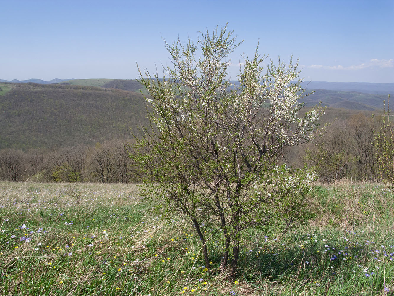 Изображение особи Prunus cerasifera.