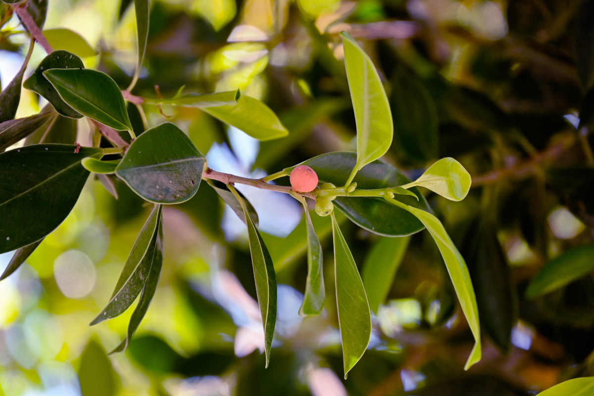 Изображение особи Ficus microcarpa.