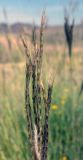 Bothriochloa ischaemum. Верхушка плодоносящего растения. Казахстан, Заилийский Алатау, горы Бокайдынтау, перевал Кок-Пек. 02.09.2010.