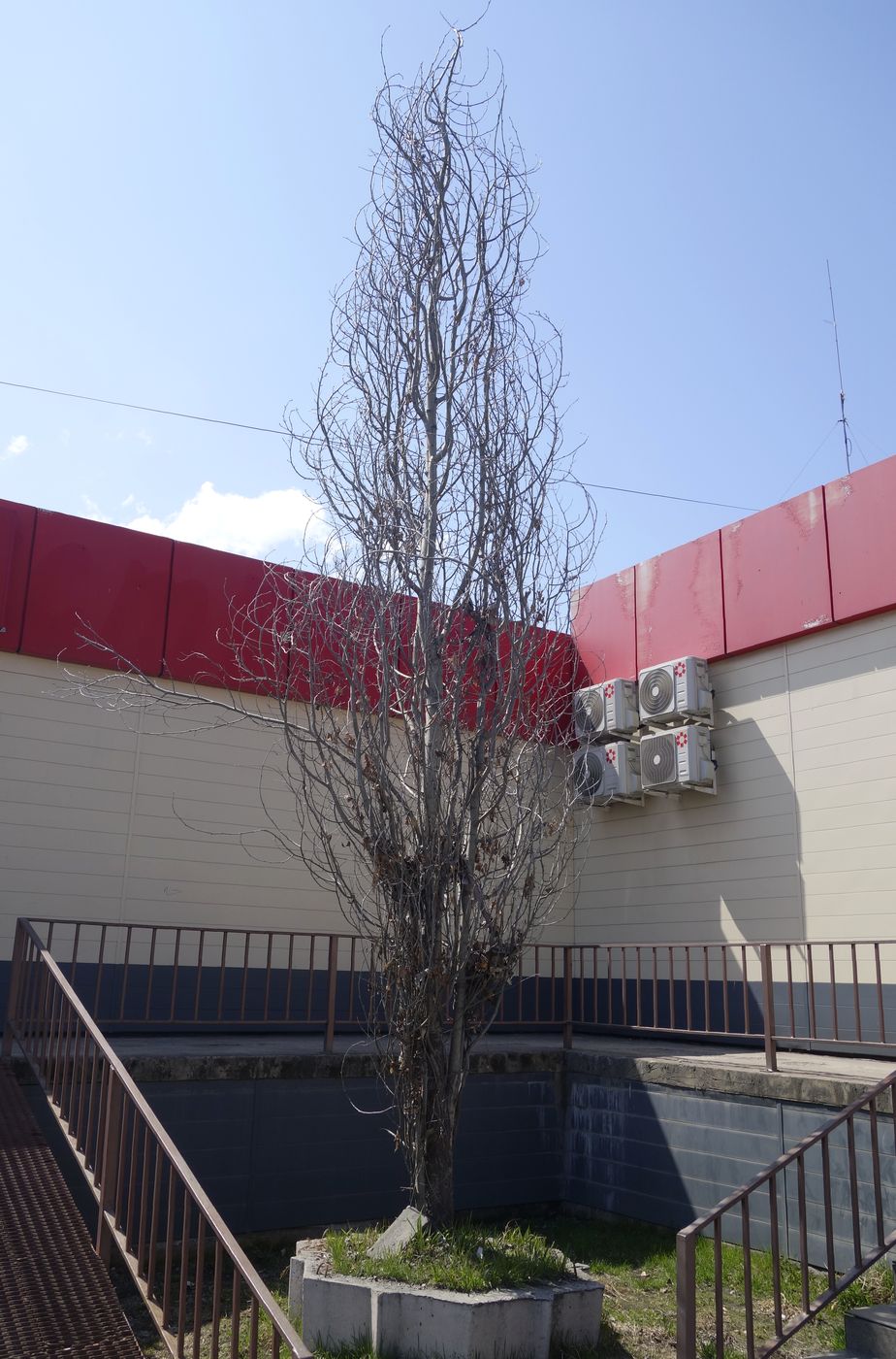 Изображение особи Populus alba.