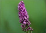 Spiraea &times; billardii