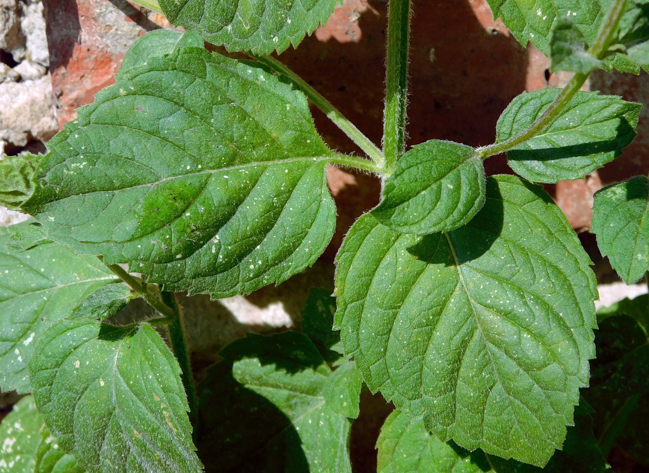 Image of Mentha × dalmatica specimen.