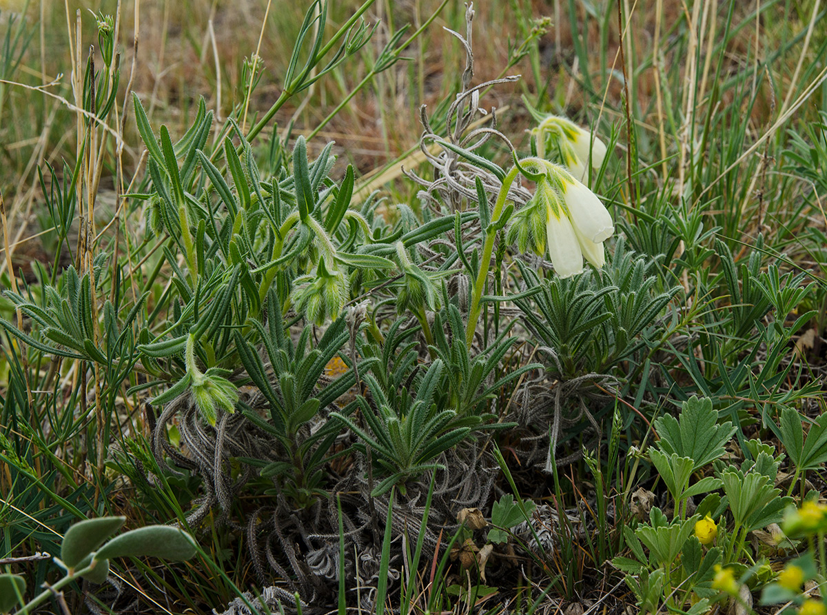 Image of Onosma simplicissima specimen.