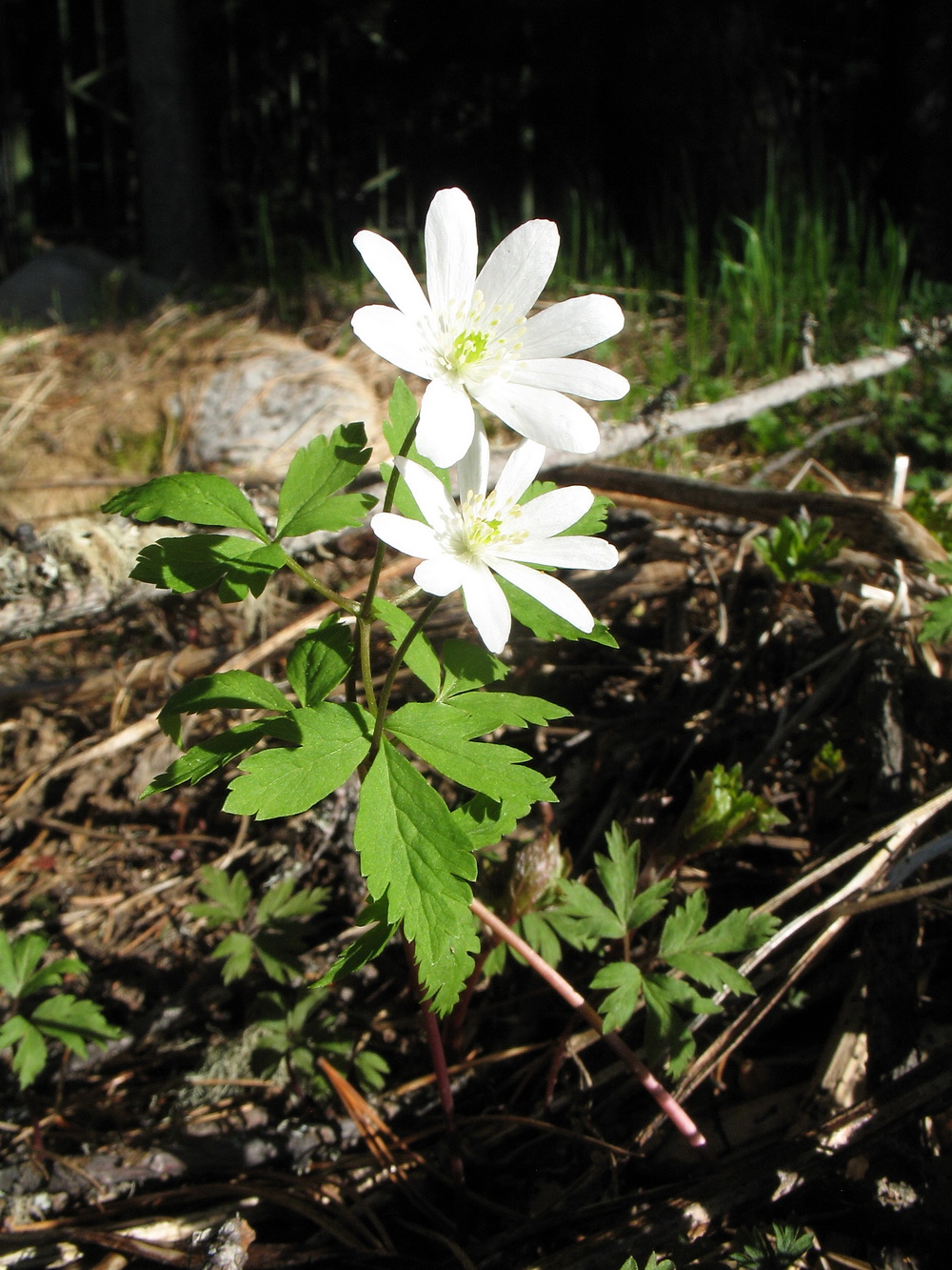 Image of Anemone altaica specimen.