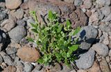 Chenopodium album