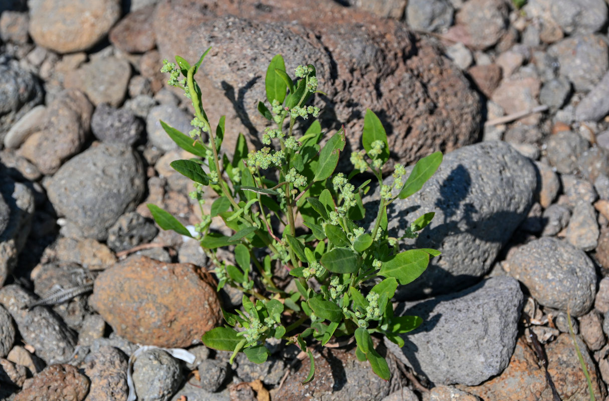 Изображение особи Chenopodium album.