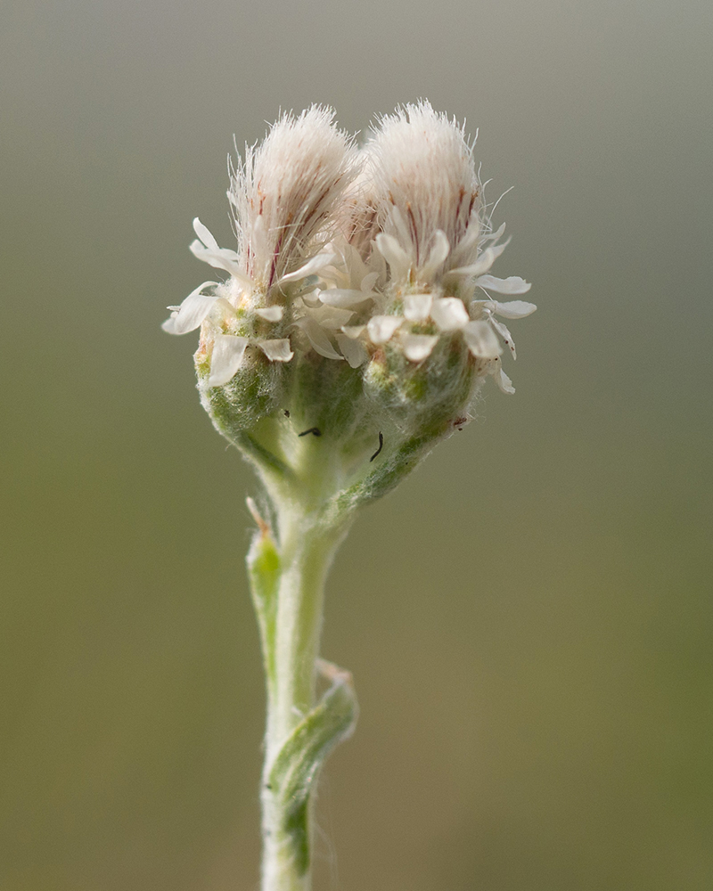 Image of Antennaria caucasica specimen.
